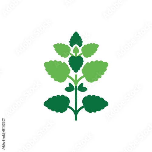 Lemon Balm Plant Flat Design with Balanced Symmetry and Bold Greens 2D Vector Illustration
