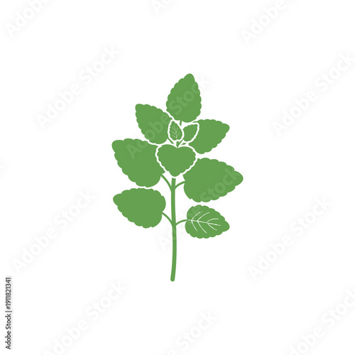 Lemon Balm Herb Illustration with Stylized Leaf Patterns Flat 2D Botanical Vector Design