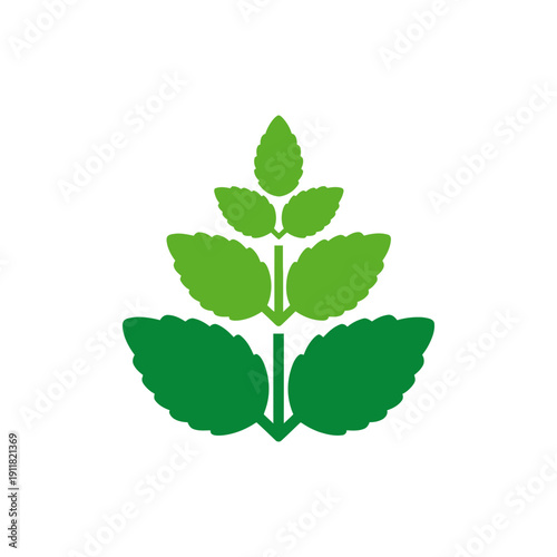 Lemon Balm Plant with Simple Leaf Stacks and Bold Greens, Flat 2D Botanical Illustration