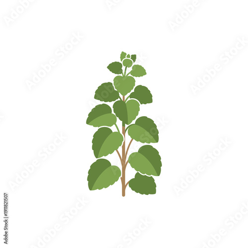 Lemon Balm Plant Thick Leaf Clusters Smooth Edges Flat 2D Herbal Botanical Vector