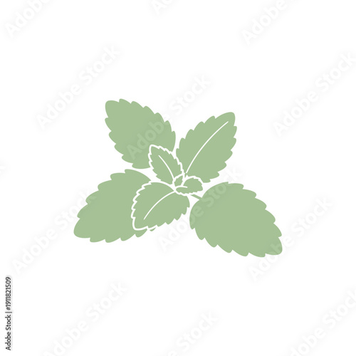 Lemon Balm Plant Soft Playful Leaf Arrangement Flat 2D Herbal Botanical Vector