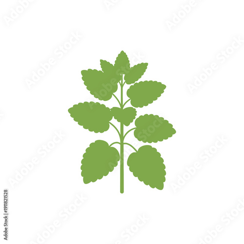 Lemon Balm Plant Wide Leaves Short Internodes Flat 2D Herbal Botanical Vector