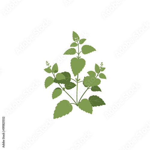 Lemon Balm Plant Calm Herbal Flat Illustration Botanical 2D Herbal Vector