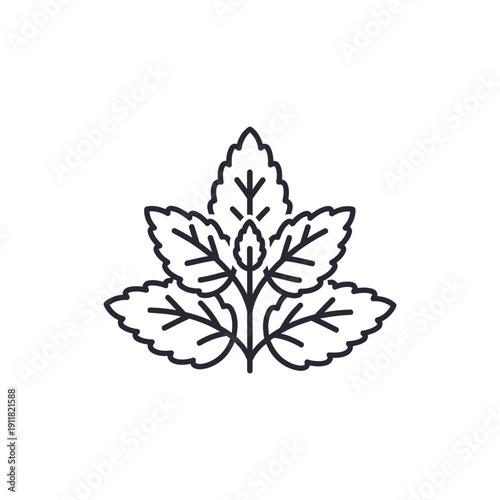 Lemon Balm Plant Clean Leaf Layering Flat Solid Color Botanical 2D Vector