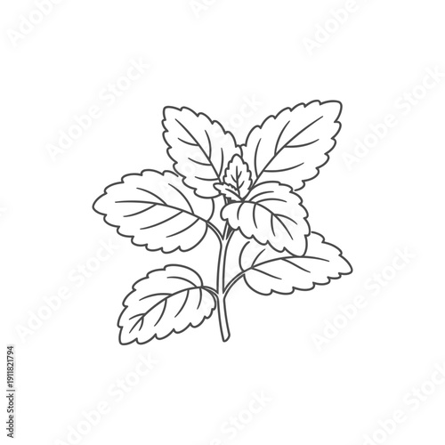 Lemon Balm Plant Icon with Organic Flat 2D Illustration Botanical Herbal Art