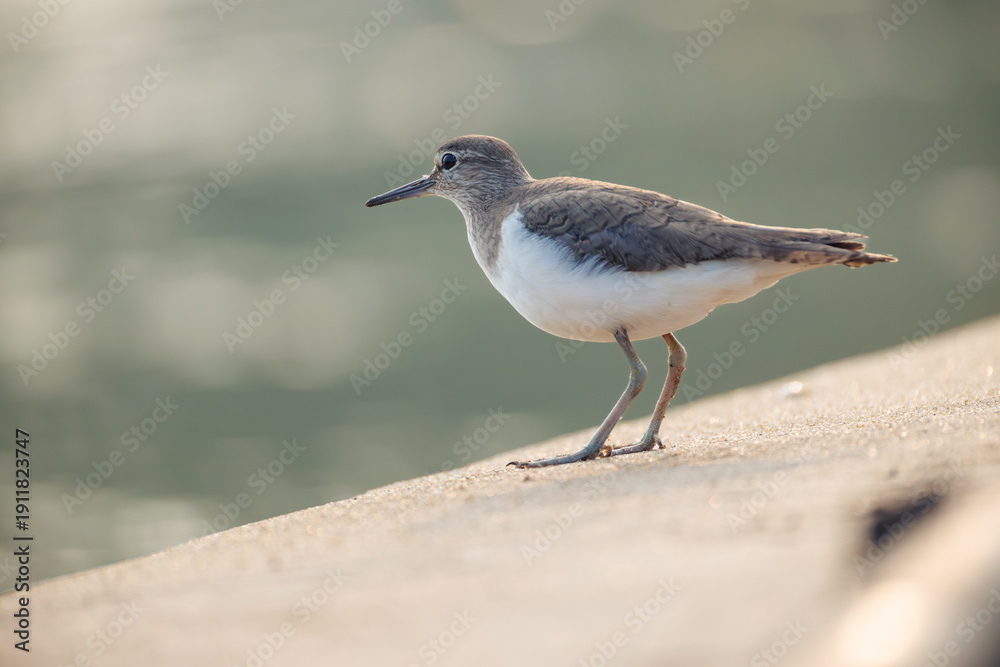 Obraz premium Carrier. A bird of the snipe family.