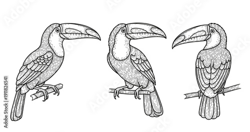 Detailed toucan illustrations: trio perched on branches in black and white