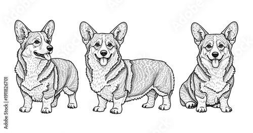 Illustrated trio of corgis in detailed black and white sketch style