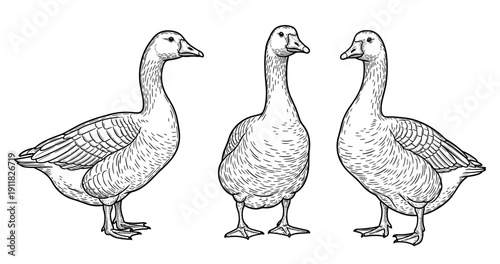 Vintage black and white illustration of three geese standing together
