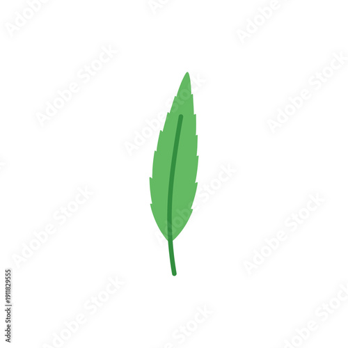 Long Thin Mint Leaf Side View Flat Herbal Botanical Vector Illustration Art