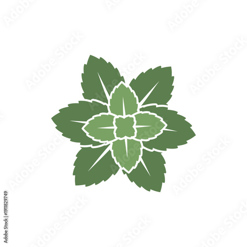 Topdown Mint Cluster with Overlapping Leaves Flat Botanical Vector Illustration