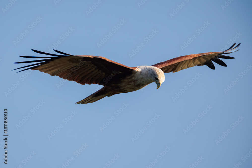 Obraz premium eagle in flight