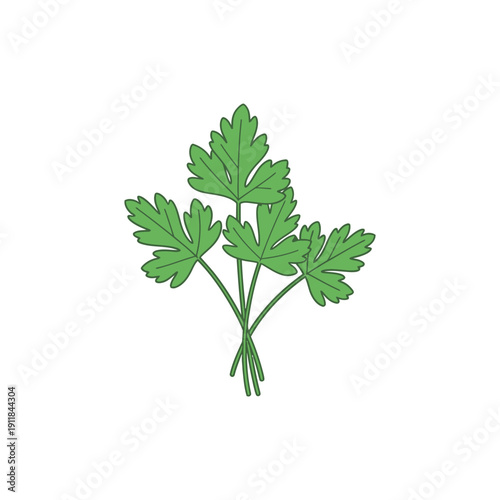 Parsley Bunch Illustration Fresh Herb Leaves Green Culinary Plant Vector