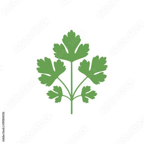 Parsley Floral Emblem Illustration Fresh Herb Leaves Botanical Design Vector