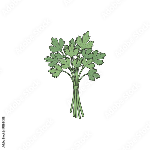 Parsley Bunch with Detailed Stems Illustration Fresh Herb Culinary Plant Vector