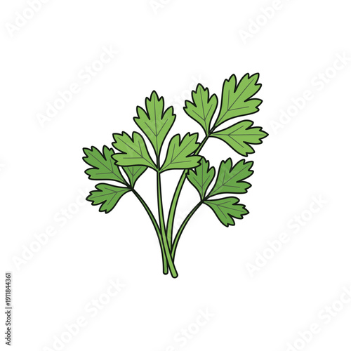 Dynamic Parsley Herb Design with Fresh Leaves, Culinary Illustration and Greenery Concept