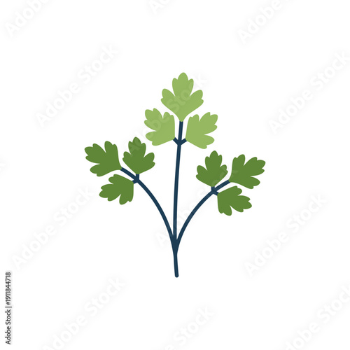Flat Parsley Plant Silhouette Colorful Vector Icon Fresh Herb Illustration