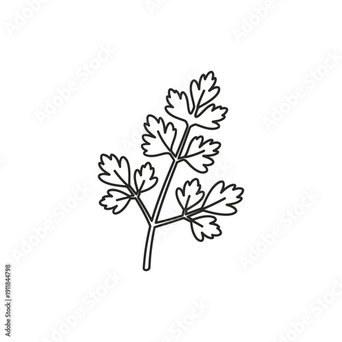 Parsley Sprig Linear Icon Illustration Fresh Herb Culinary Plant Leaves