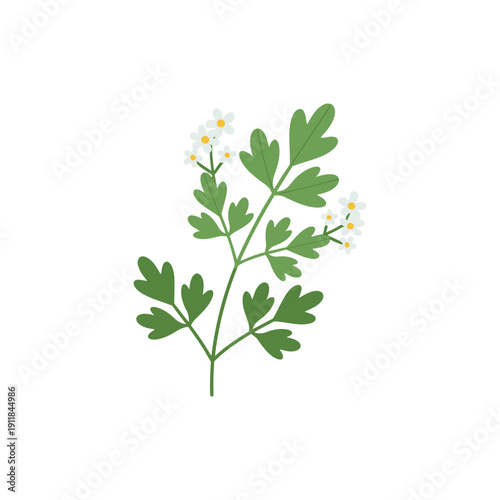 Parsley Sprig with Small Flowers and Fresh Green Leaves for Culinary and Garden Art