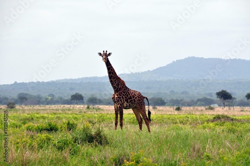 Giraffen im Mikumi -Nationalpark