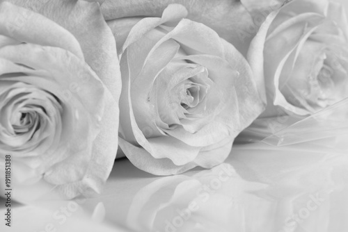 Photos Bright black and white photo of roses in high key