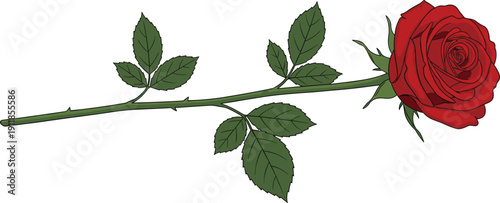 A single red rose with green leaves on a long stem flower