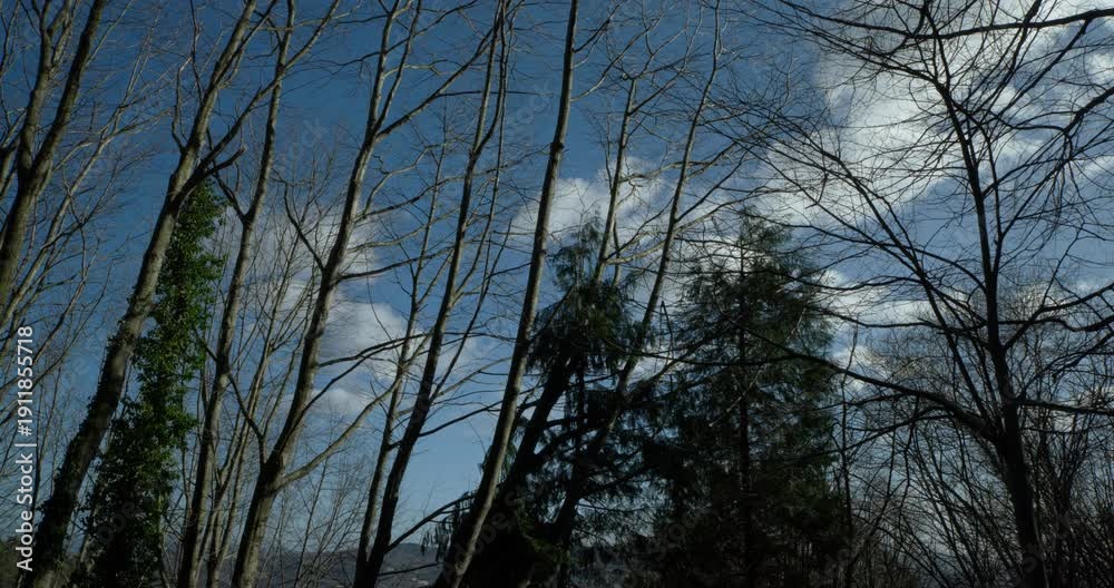 custom made wallpaper toronto digitalA view looking upwards at leafless tree branches swaying gently in the breeze against a backdrop of a bright blue sky dotted with white clouds.