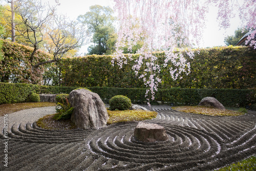 Japanese zen garden with cherry blossoms in Kyoto, Japan