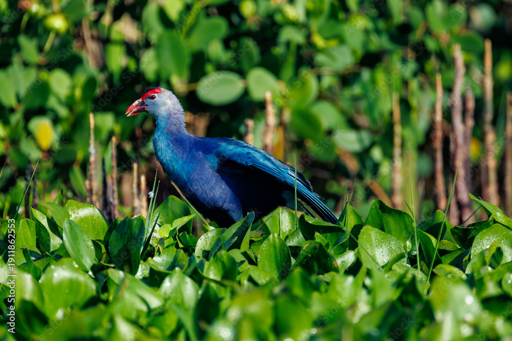 Naklejka premium blue bird on the grass