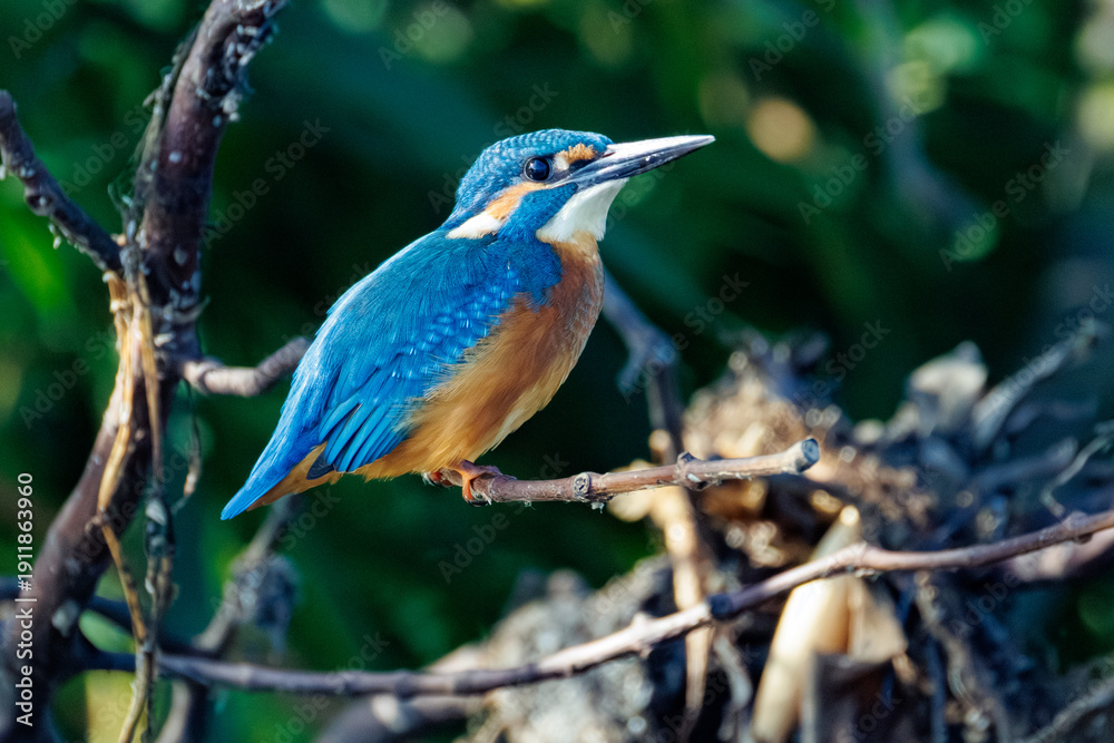 Naklejka premium kingfisher on the branch