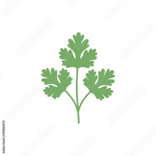 Coriander Botanical Plant Icon Symmetrical Flat Vector