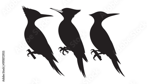 black color Woodpeckers bird set of silhouette vector illustration, solid white background