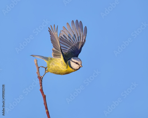 Bild auf Leinwand An Eurasian blue tit bird, Cyanistes caeruleus, starts flying gracefully with spread wings from a twig in front of blue sky, Germany