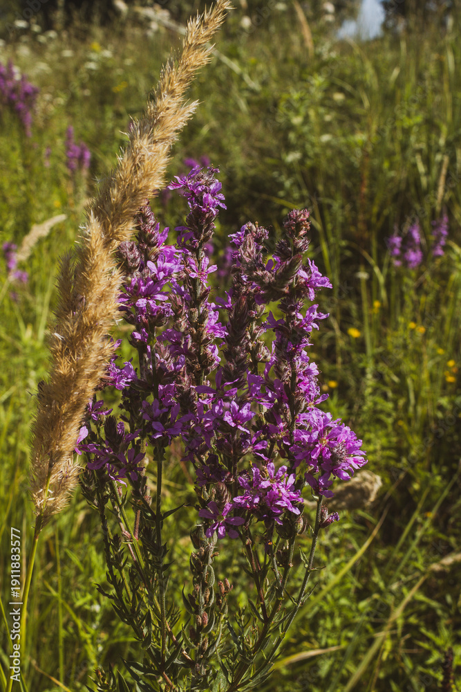 Fototapeta premium Macro shot of a purple loosestrife flower blooming in a green summer meadow