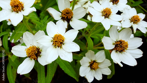 Tableau sur toile White Daisy Flowers in the garden.