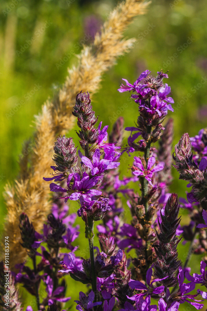 Obraz premium Macro shot of a purple loosestrife flower blooming in a green summer meadow