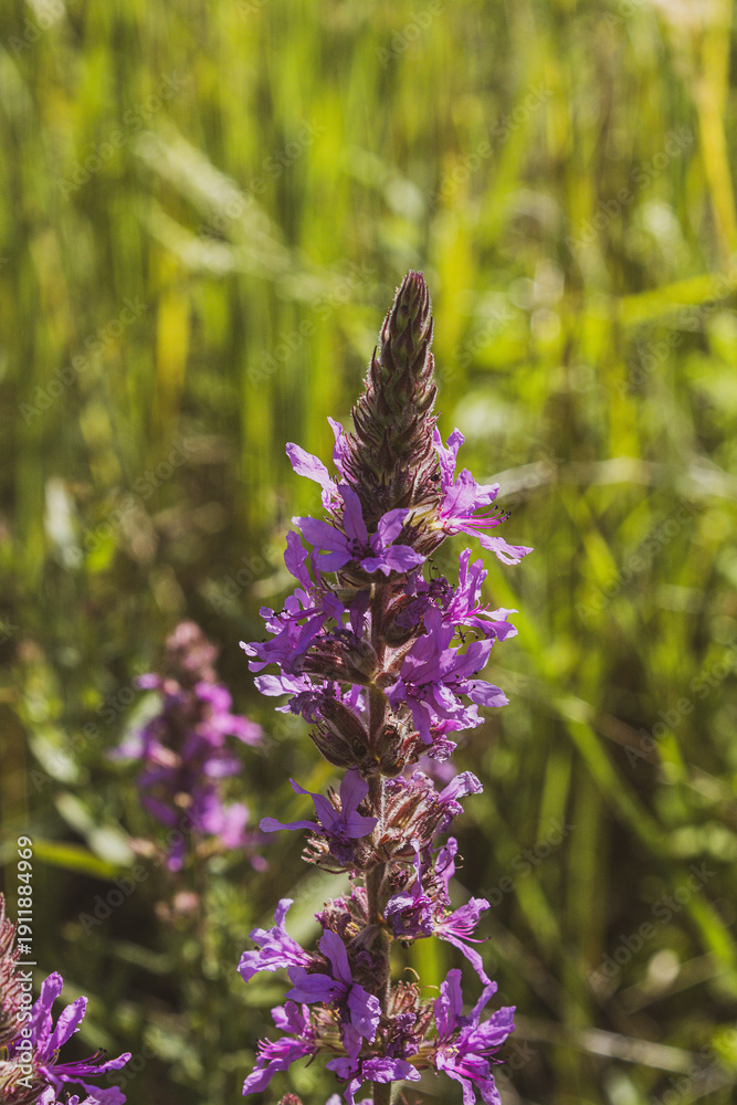 Obraz premium Macro shot of a purple loosestrife flower blooming in a green summer meadow
