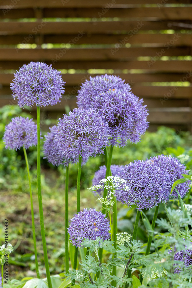 Obraz premium Purple Allium Giganteum, or giant onion or ornamental onion, in flower