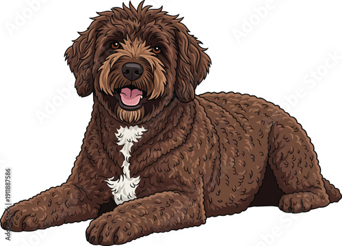 Spanish Water Dog lying down relaxed happy smiling pose