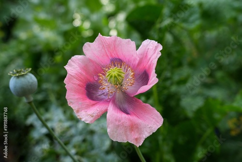 Pink and purple poppy flowers and seedpods growing in the garden