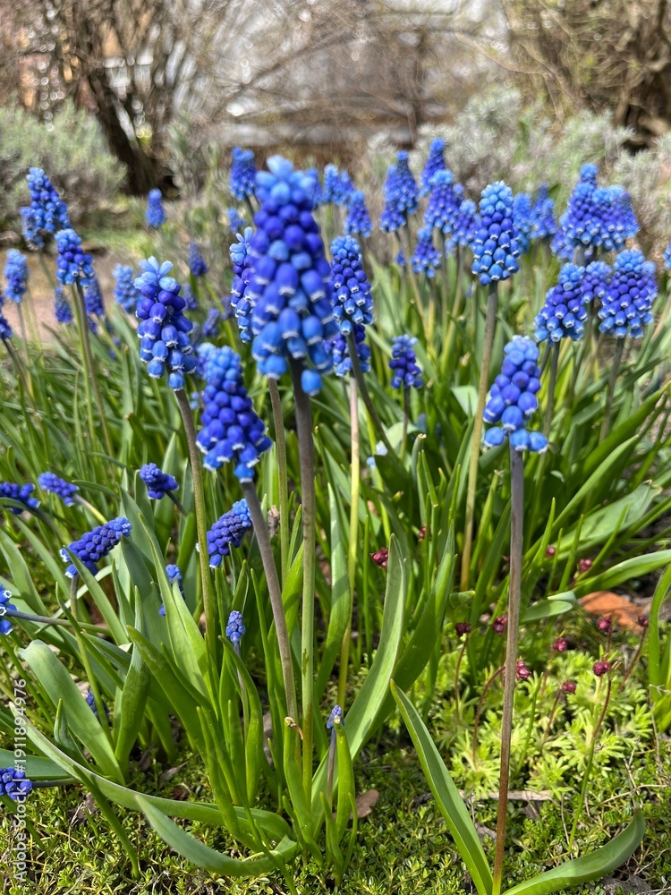Fototapeta premium A blooming Muscari with cute purple flowers in a spring garden.First bloomers.grape hyacinth.perennial bulbous plants . Nature background