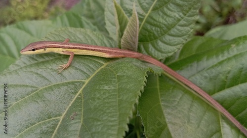 Brown striped lizard perched on lush leaf surface showcasing reptile texture camouflage and wildlife detail in tropical habitat