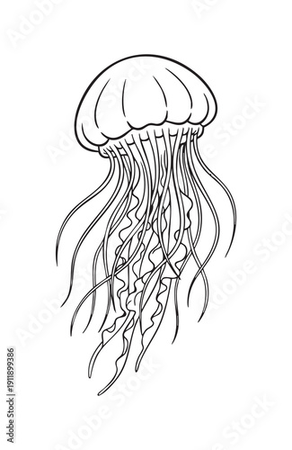 Graceful Ocean Jellyfish with Long Flowing Tentacles Underwater Sea Creature Artistic Outline for Kids