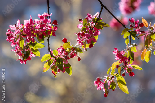 crab apple blossom background. pink branch in early spring. beautiful deciduous tree in flower on a sunny afternoon. telephoto shallow depth of field. malus genus. urban vegetation
