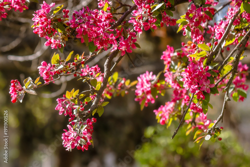 crab apple blossom background. pink branch in early spring. beautiful deciduous tree in flower on a sunny afternoon. telephoto shallow depth of field. malus genus. urban vegetation