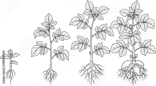 Black and white botanical illustration of potato plant growth stages showing root development, leaf formation and tuber cultivation, agricultural lifecycle diagram isolated on white
