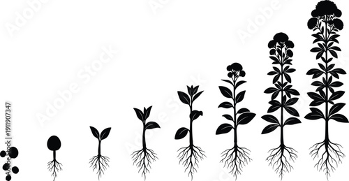Plant lifecycle stages silhouette illustration from seed germination to flowering mature plant, botanical growth development process concept isolated on white background