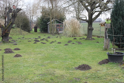 Maulwurfshügel in einem Garten mit Obstbäumen und Pampasgras in Lippetal Büninghausen, in Nordrhein-Westfalen.