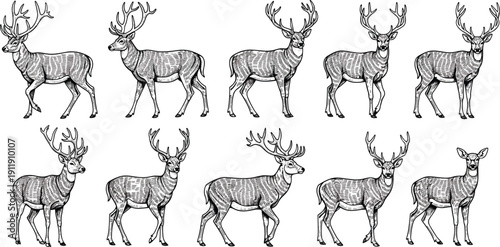 Collection of deer silhouettes with detailed antlers in various standing poses isolated on light background, wildlife vector illustration set representing forest animals and natural habitat