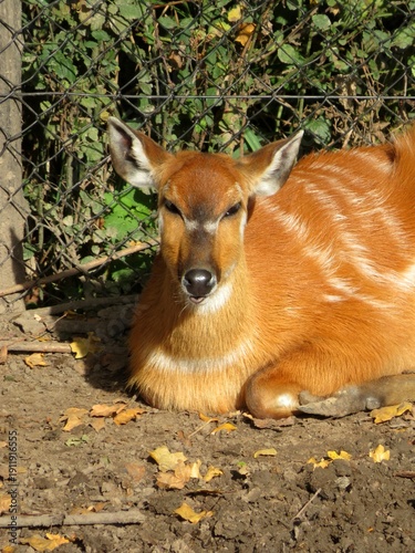 Canvas Print Sitatunga